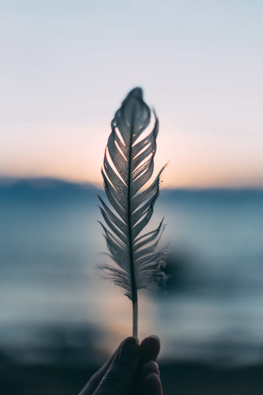 A single feather lit by the dawn